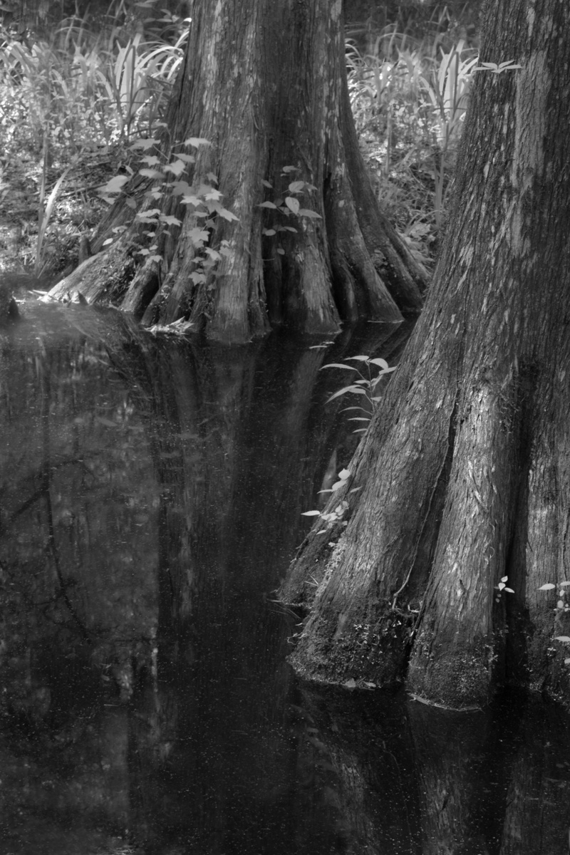 Swamp Cypress Trunks