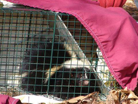 Maine Skunk Control