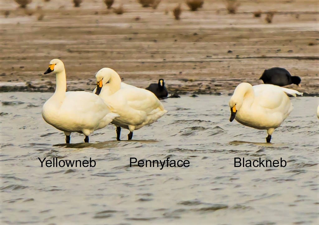 Bewick's Bill Pattern.