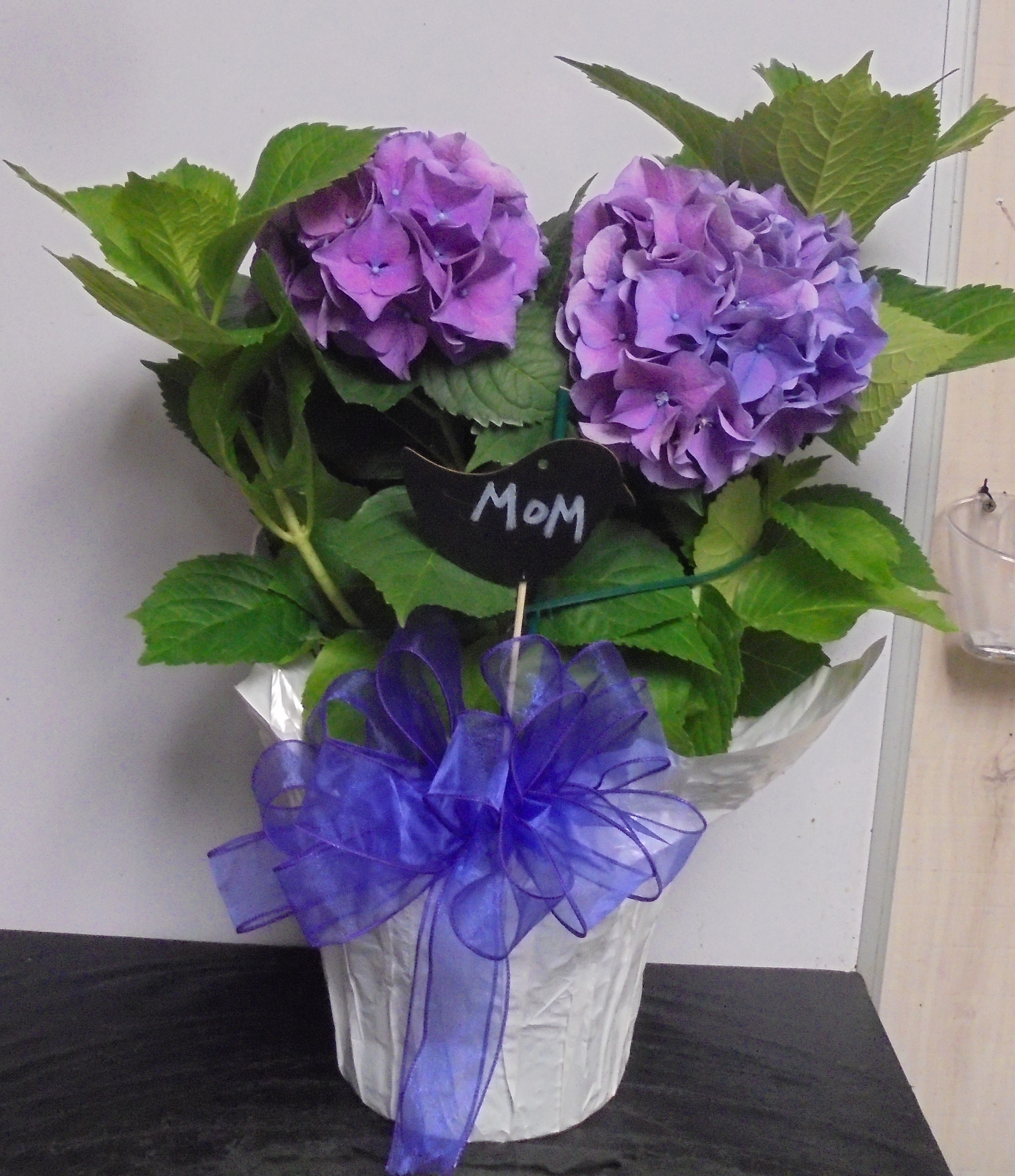 (32A) "Purple" Hydrangea Plant
$60.00
