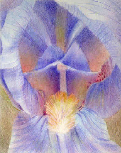 Interior, Lilac Iris, by Katherine Tyrrell Coloured Pencil, 10" x 8")