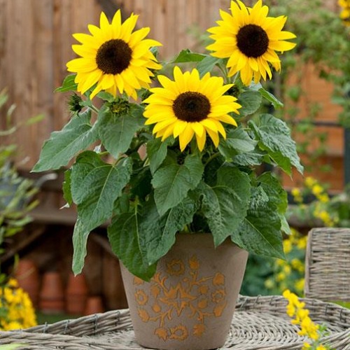 Twilley Seed - Sunflower
