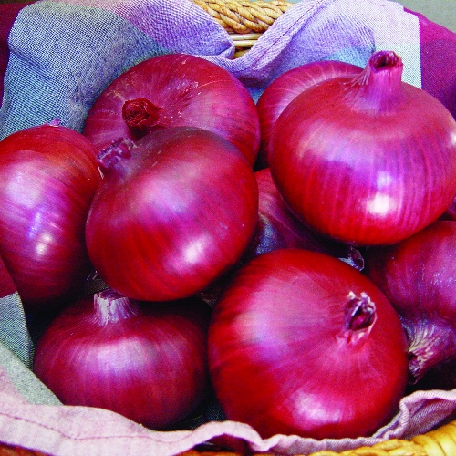 Onion Chianti Onion Chianti