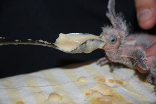 Raising a lorikeet chick.