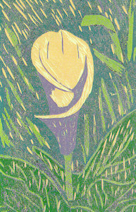 Wdc-013 CALLA 9 x 5.5 7-Color Reduction Woodcut 1995