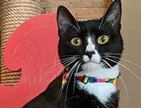 Tuxedo Cat