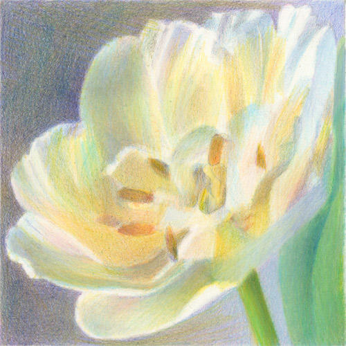 Parrot Tulip #3 (6" x 6") Coloured Pencil on Arches Aquarelle HP