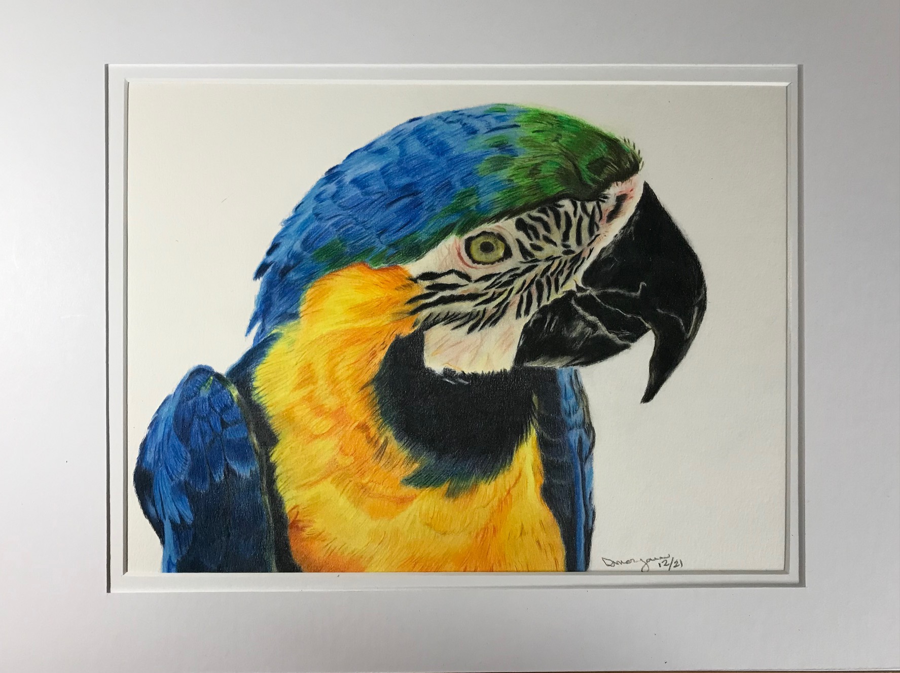 Blue Macaw