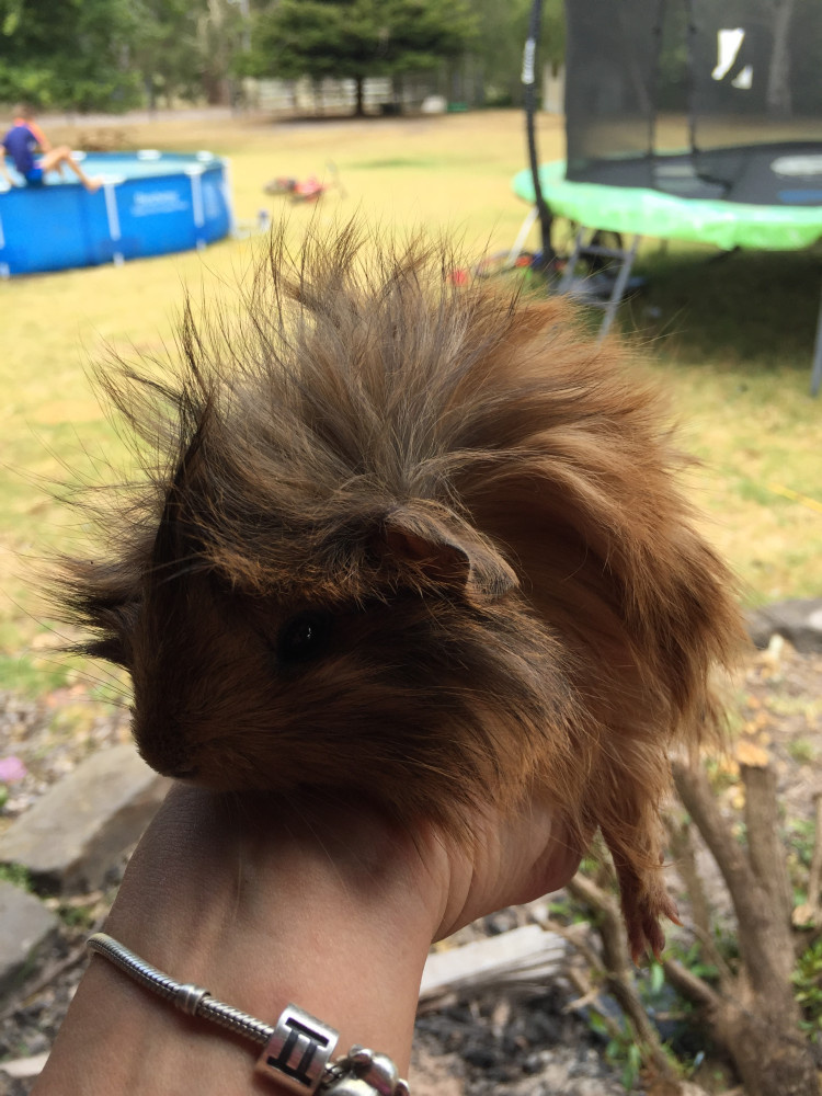 Crazy hair guinea pig found and handed into a vet clinic but never claimed. We have now rehoused him to an amazing home.
