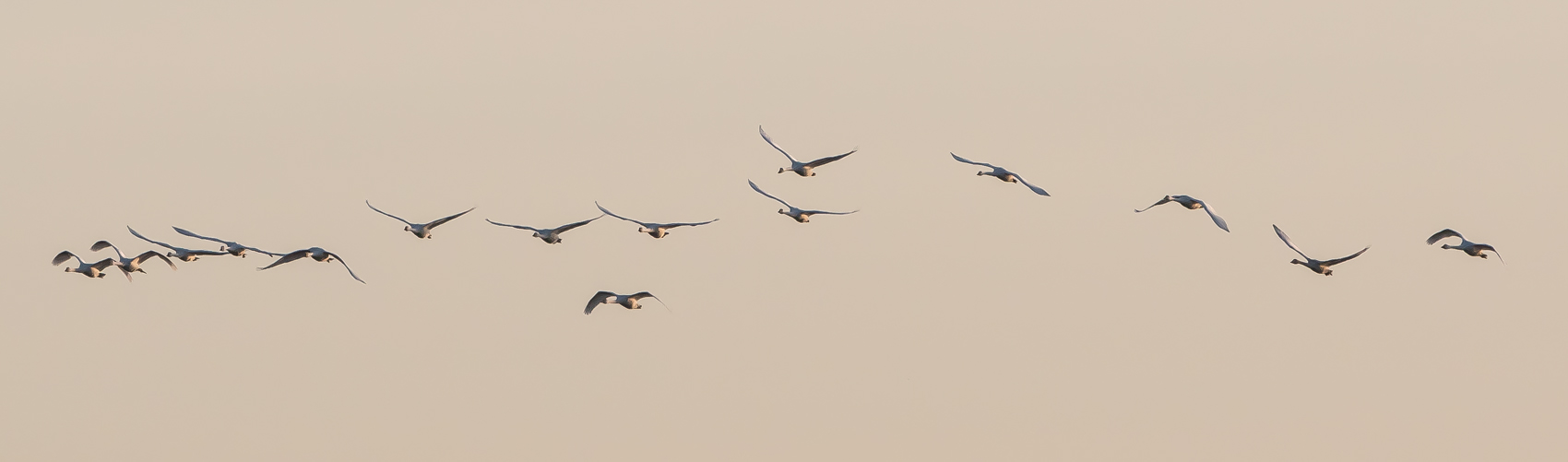 Fifteen Bewick's Swans. Fifteen Bewick's Swans.