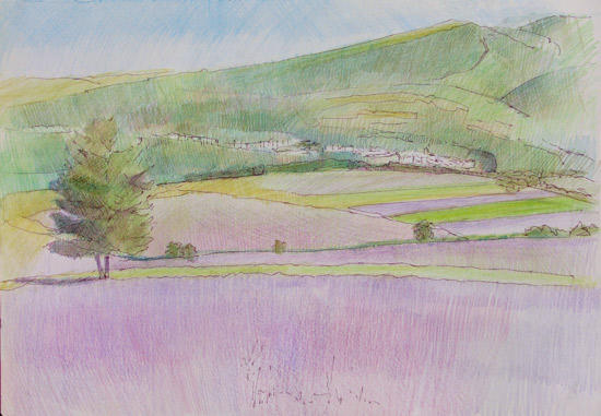 Sault and the Lavender Fields of the Nesque