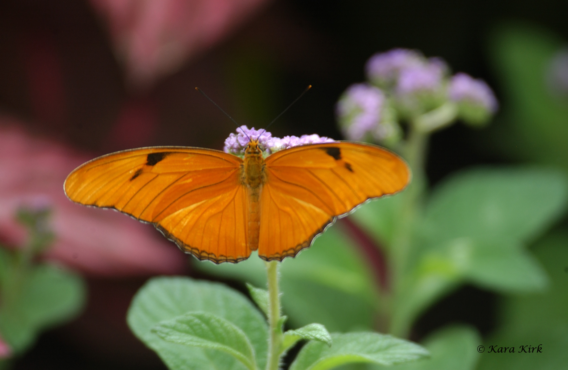 https://0201.nccdn.net/1_2/000/000/14d/52d/04-17-11-Krohn-Conservatory-Butterfly-Show--Cinti--OH-41-4x6-1842x1200.jpg