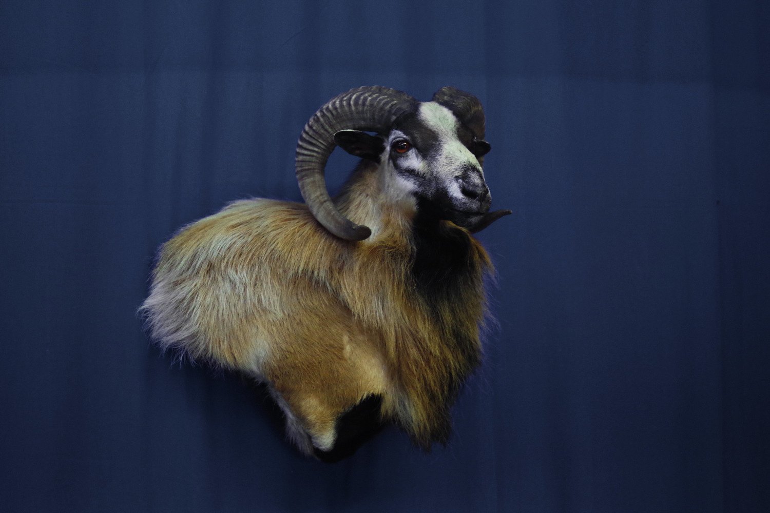 Many of the game farm exotics, such as this Corsican ram, look best as a wall pedestal