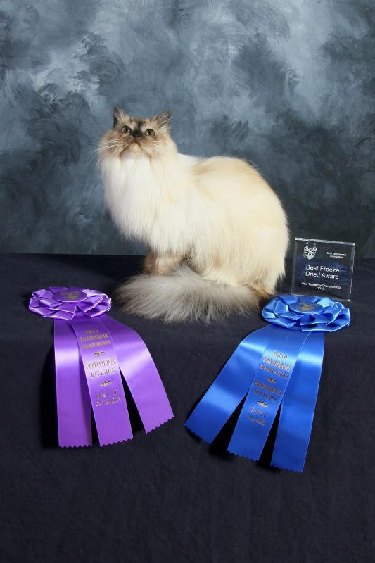 cat award winner sitting pet