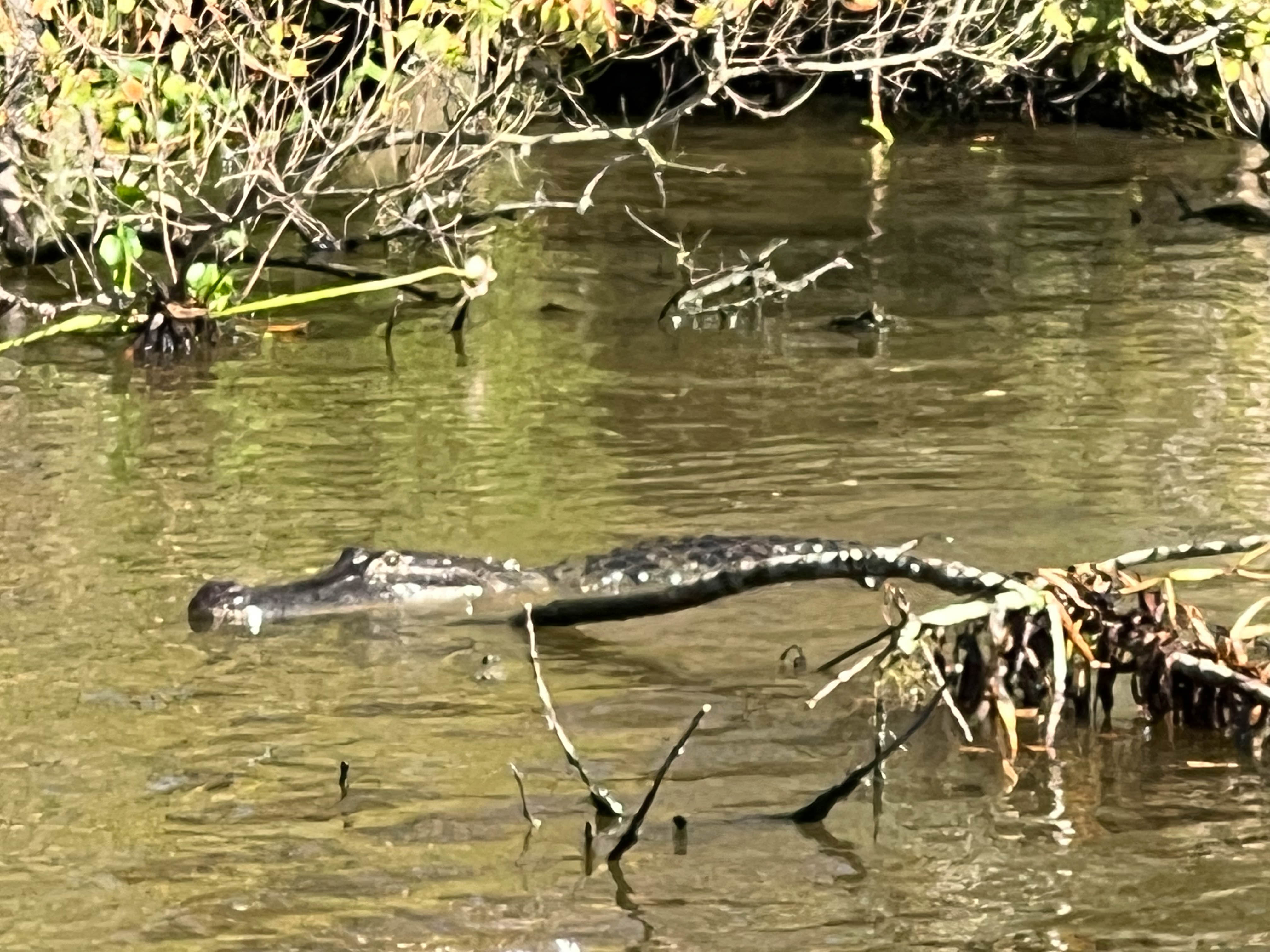 https://0201.nccdn.net/1_2/000/000/14d/b3b/new-orleans-order-133.jpg