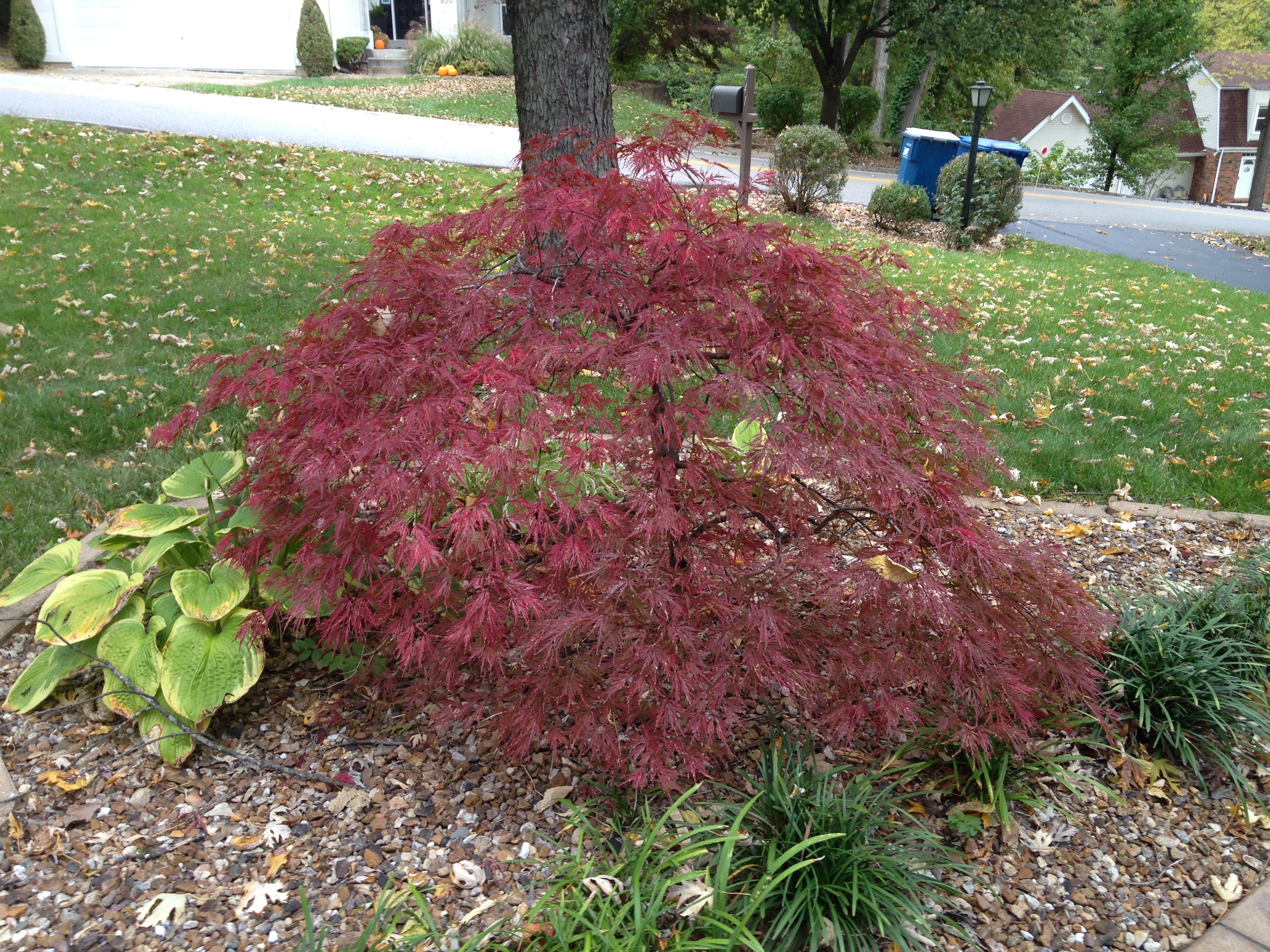 https://0201.nccdn.net/1_2/000/000/14e/29a/crimson-queen-japanese-maple.jpg