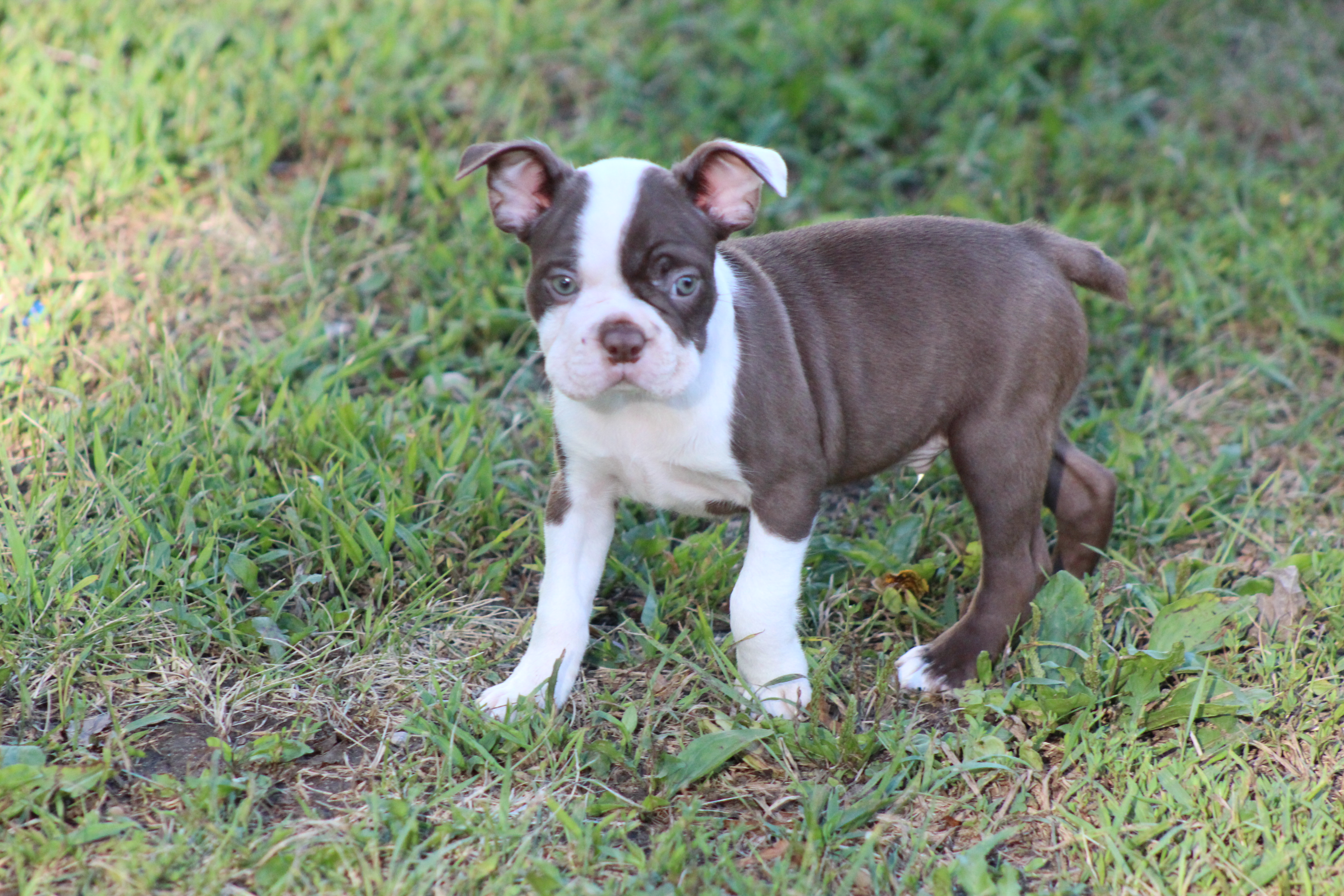 Candy's Available Male # 1 Candy's Available Male # 1