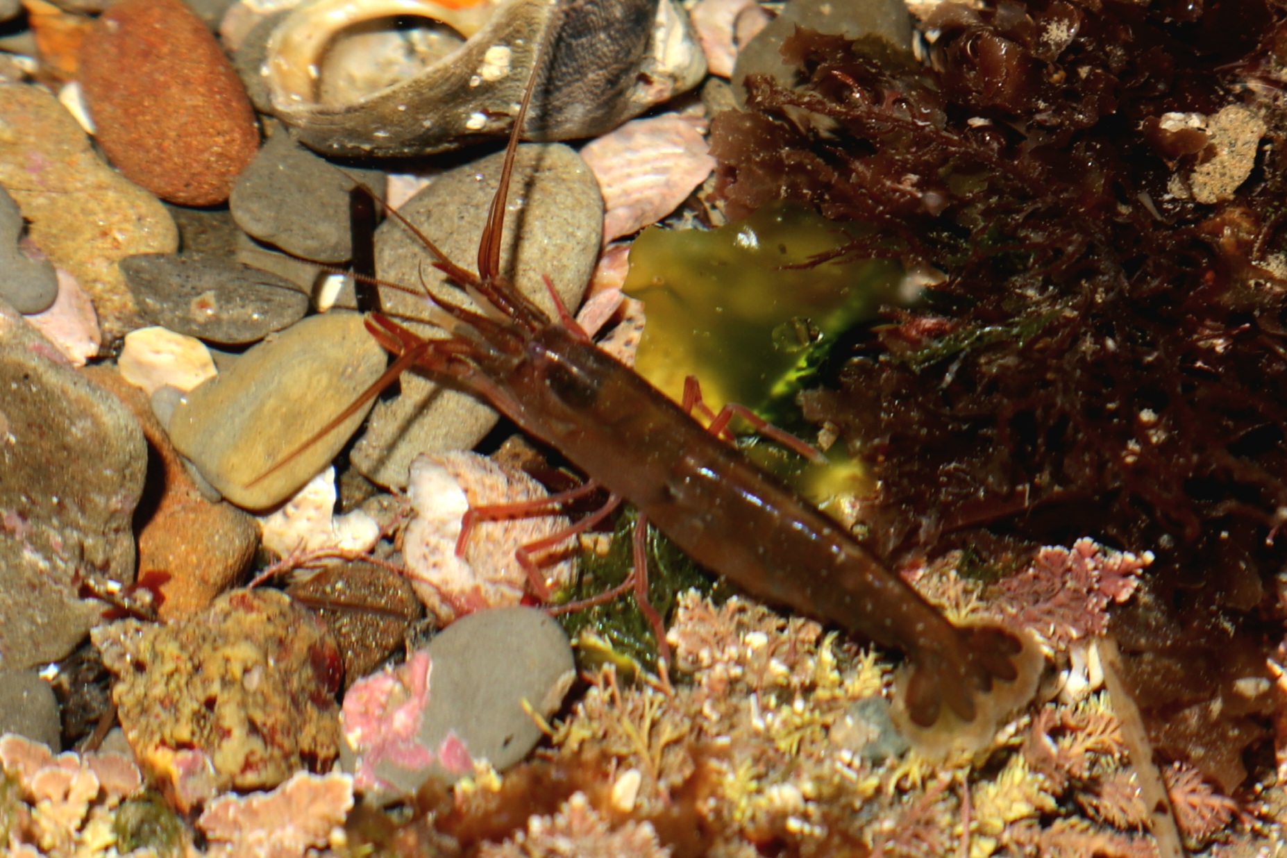 Visored Shrimp (Betaeus longidactylus)
