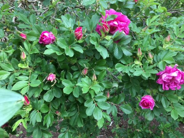 May 26, 2022: From Victoria B in Agassiz: Rosa rugos is now in full bloom.