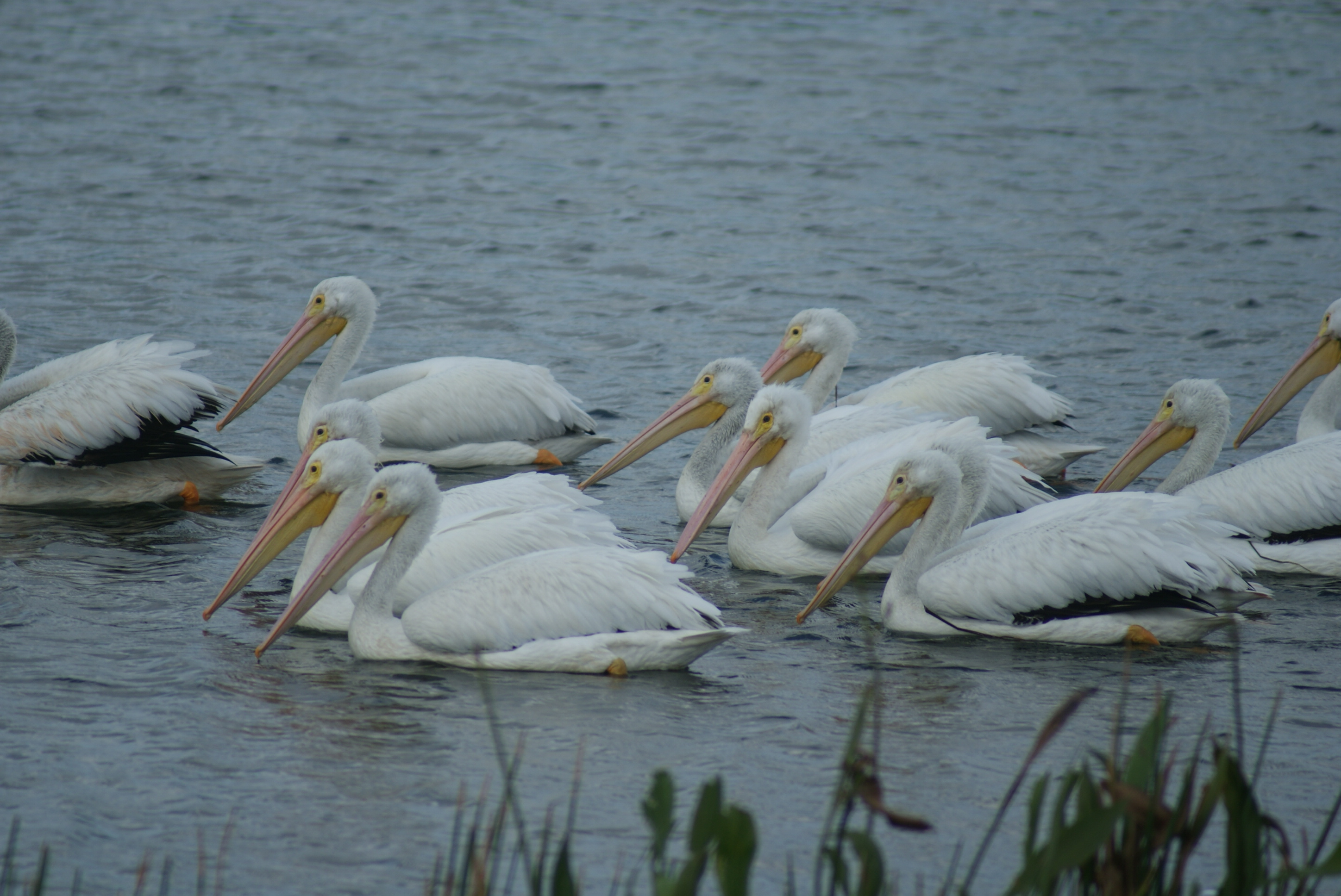 https://0201.nccdn.net/1_2/000/000/14f/52d/bird-pelican-white--2-.jpg