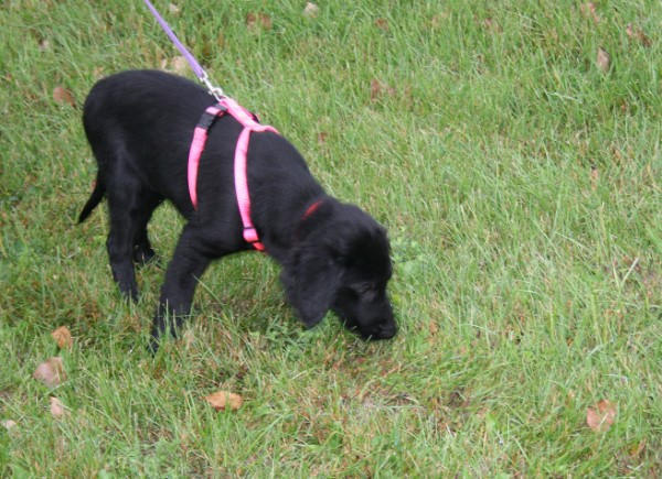 Bailey Starts Tracking