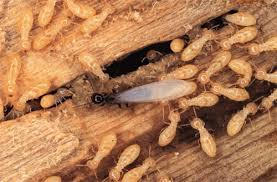Subterranean termites with Swarmer