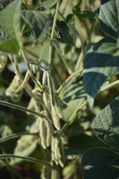 Soybean Plant