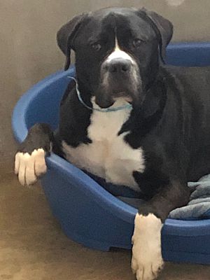 Seattle Mariners Adopt Death Row Dog And Give Him New Life — With  Unlimited Balls! – InspireMore