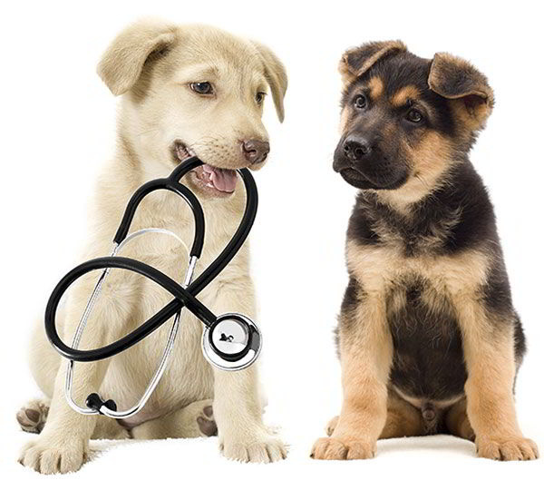 Clínica VETPRO - Servicio veterinario