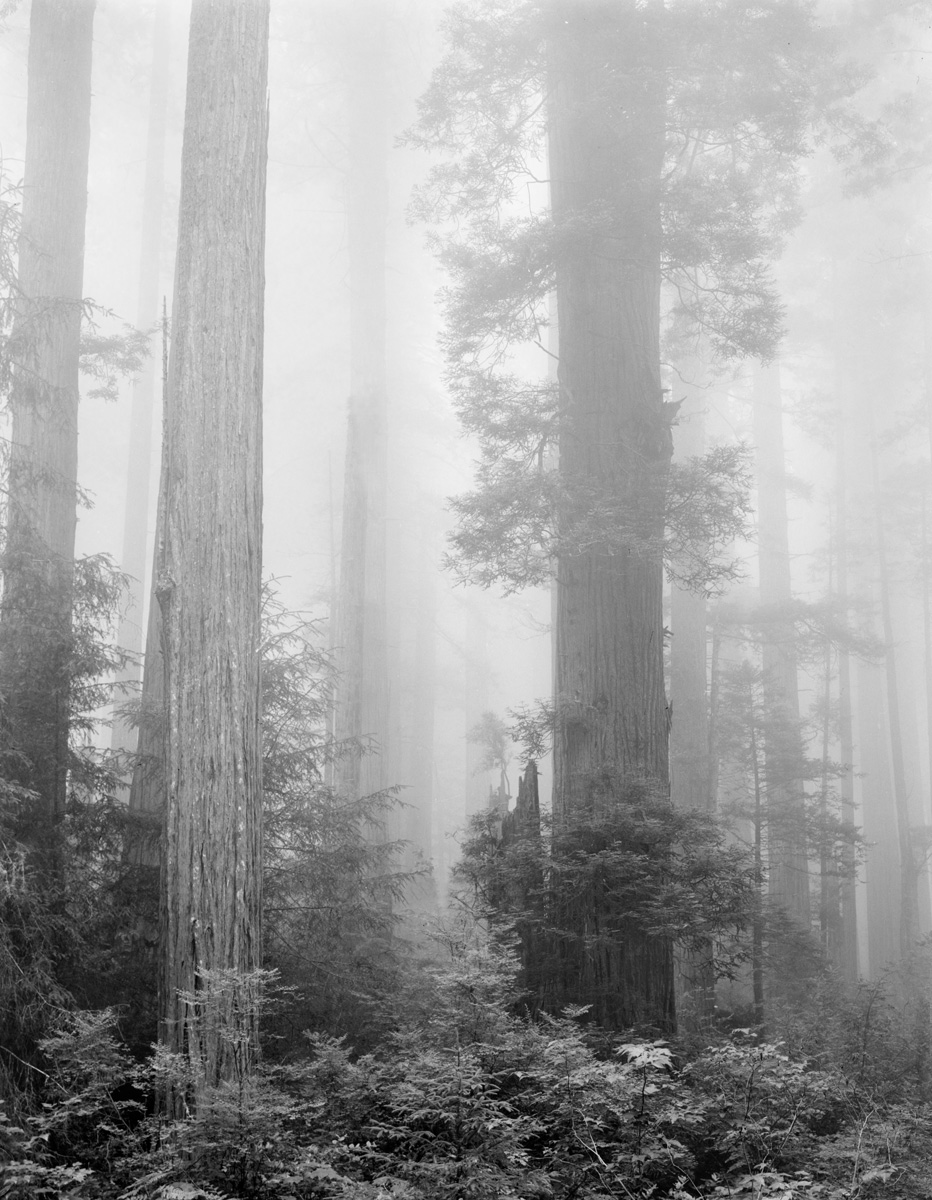 Redwoods in the Fog