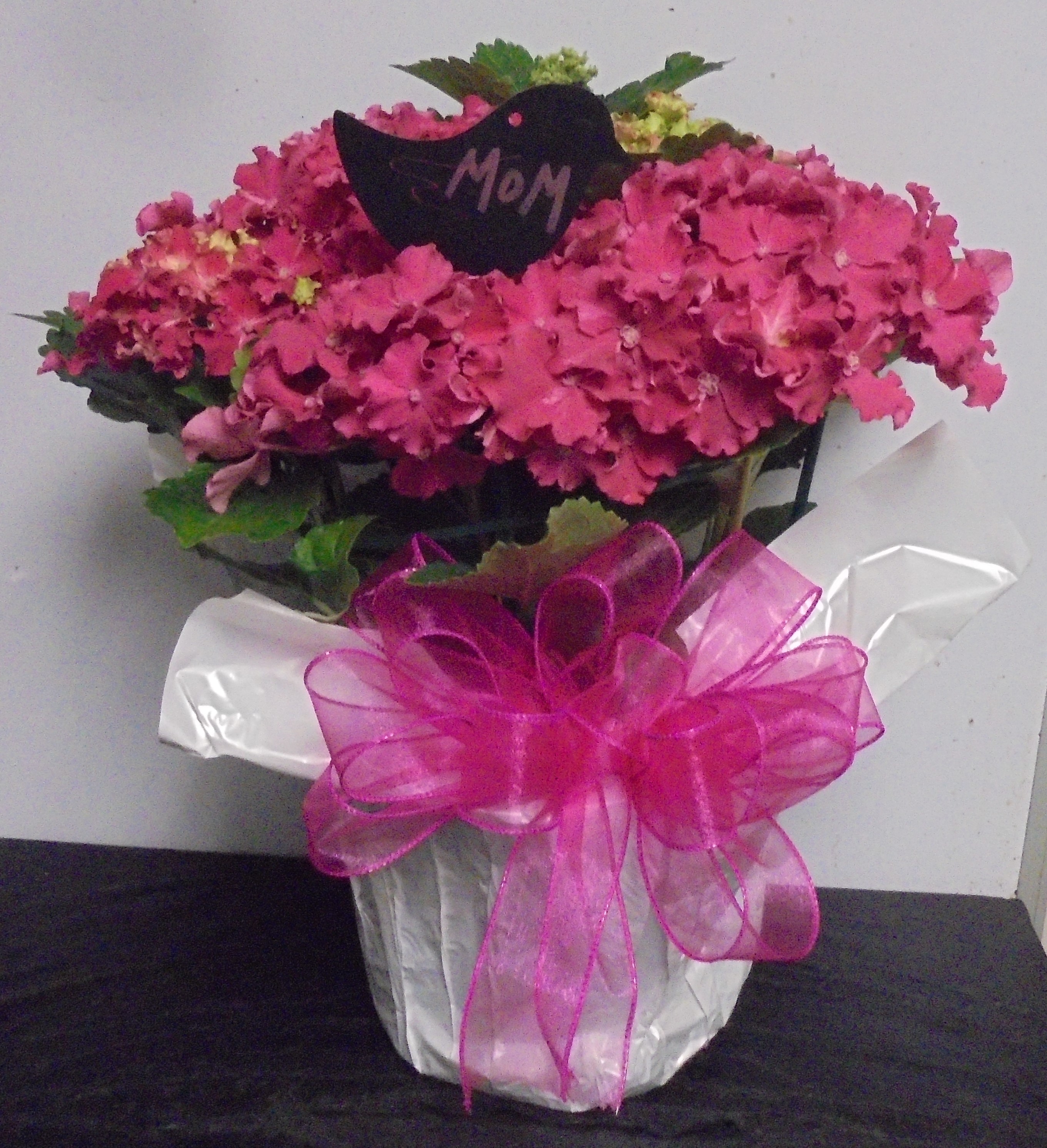 (33A) "Pink" Hydrangea Plant
$60.00