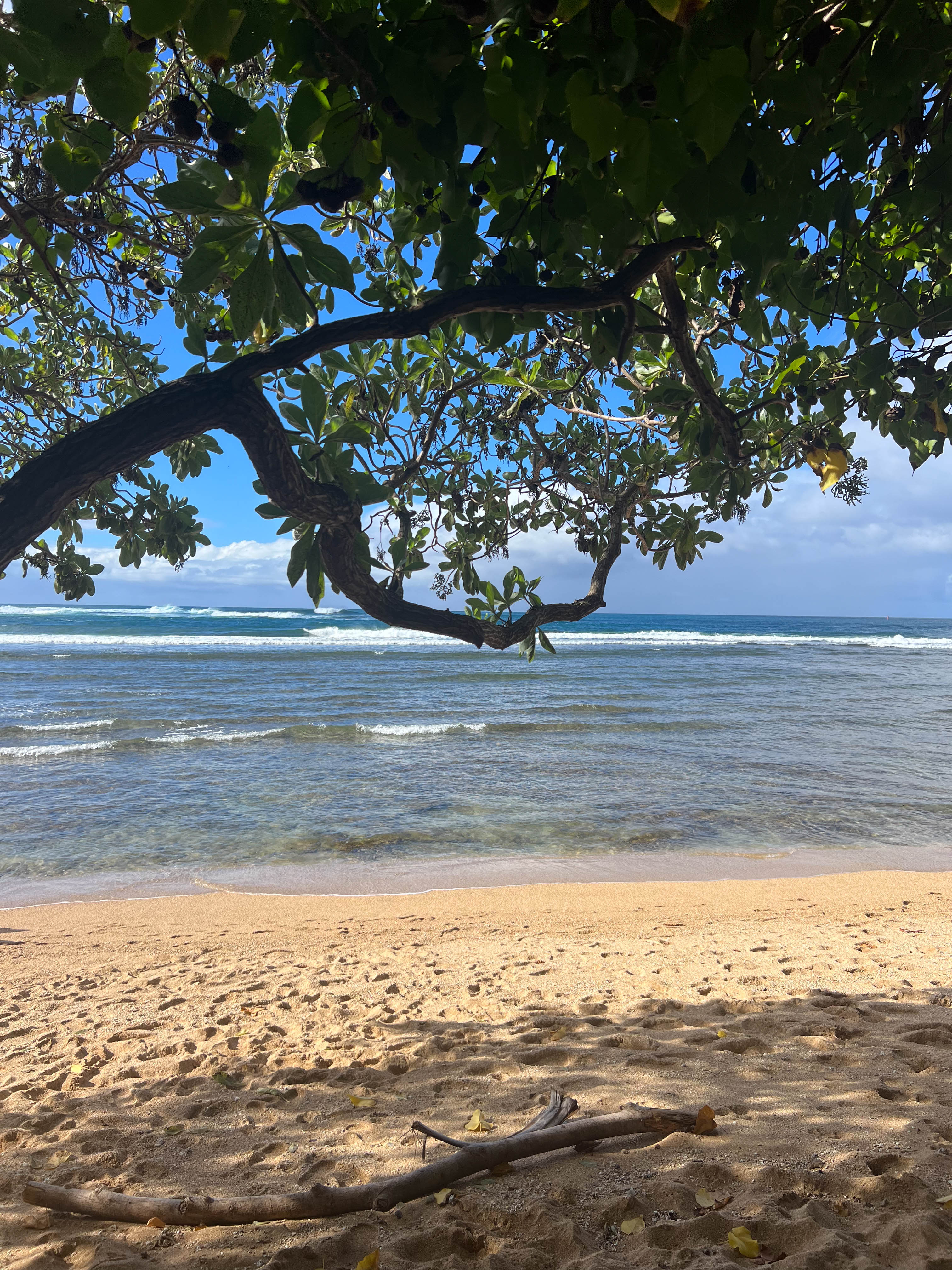https://0201.nccdn.net/1_2/000/000/150/b23/hawaii-order-63.jpg