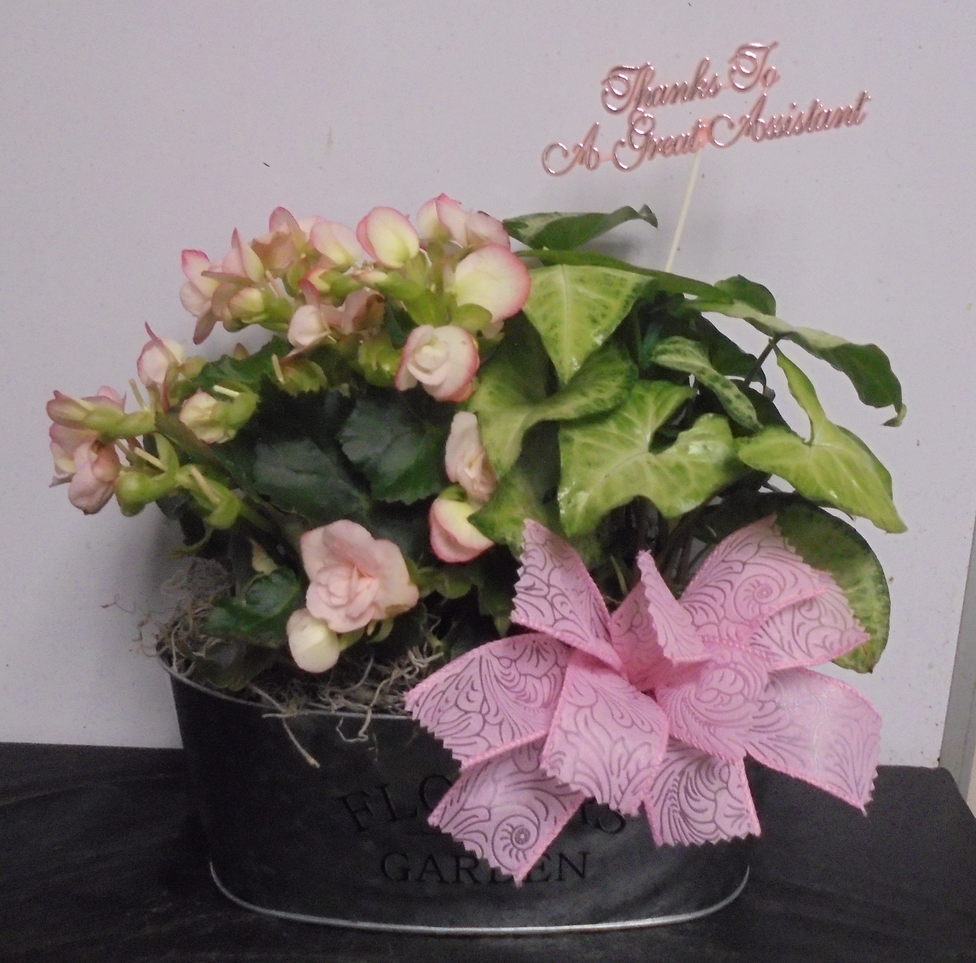 (13) "Desk" Plant
$35.00