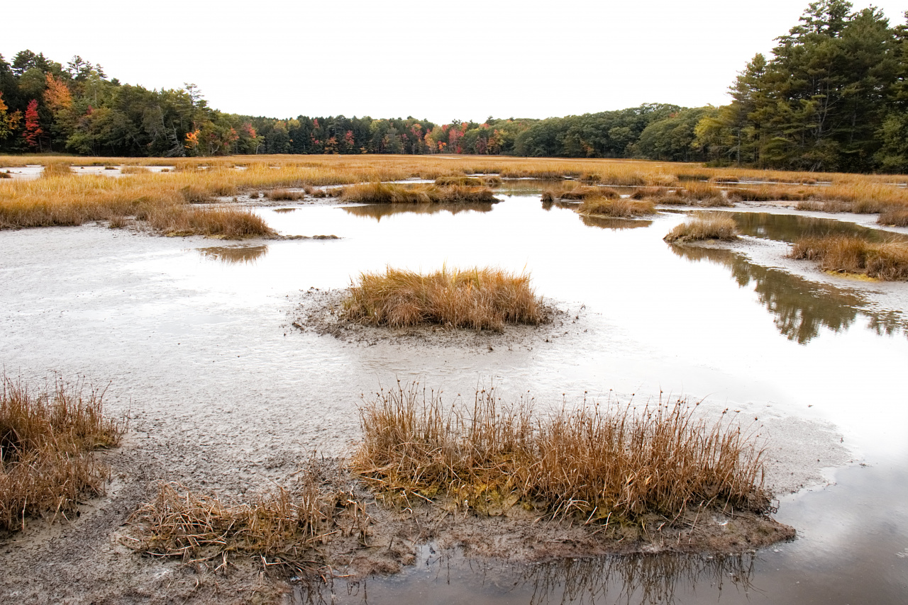 Maine salt marsh in fall