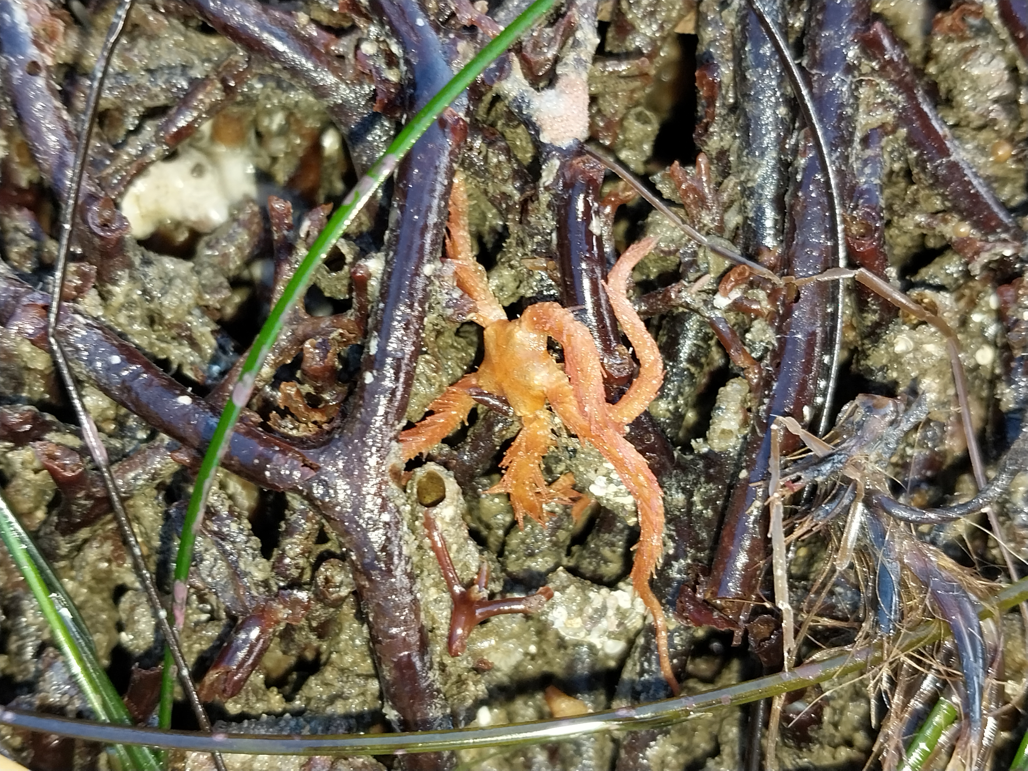 Western Spiny Brittle Star (Ophiothrix spiculata)