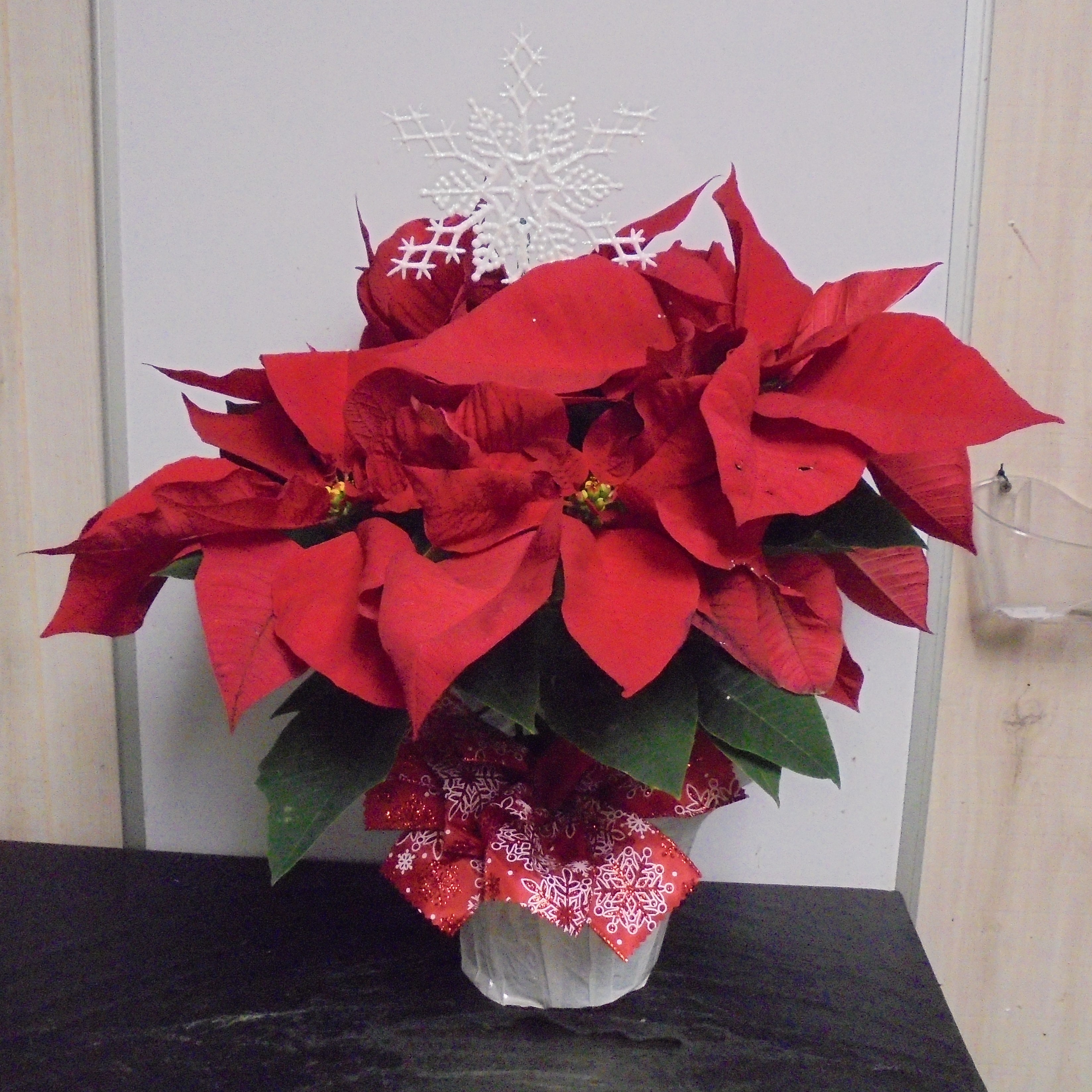 (5D)  "Red" Poinsettia Plant
$40.00