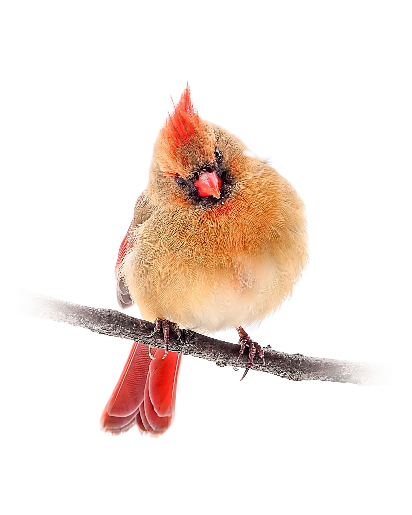 Northern Cardinal female 5
