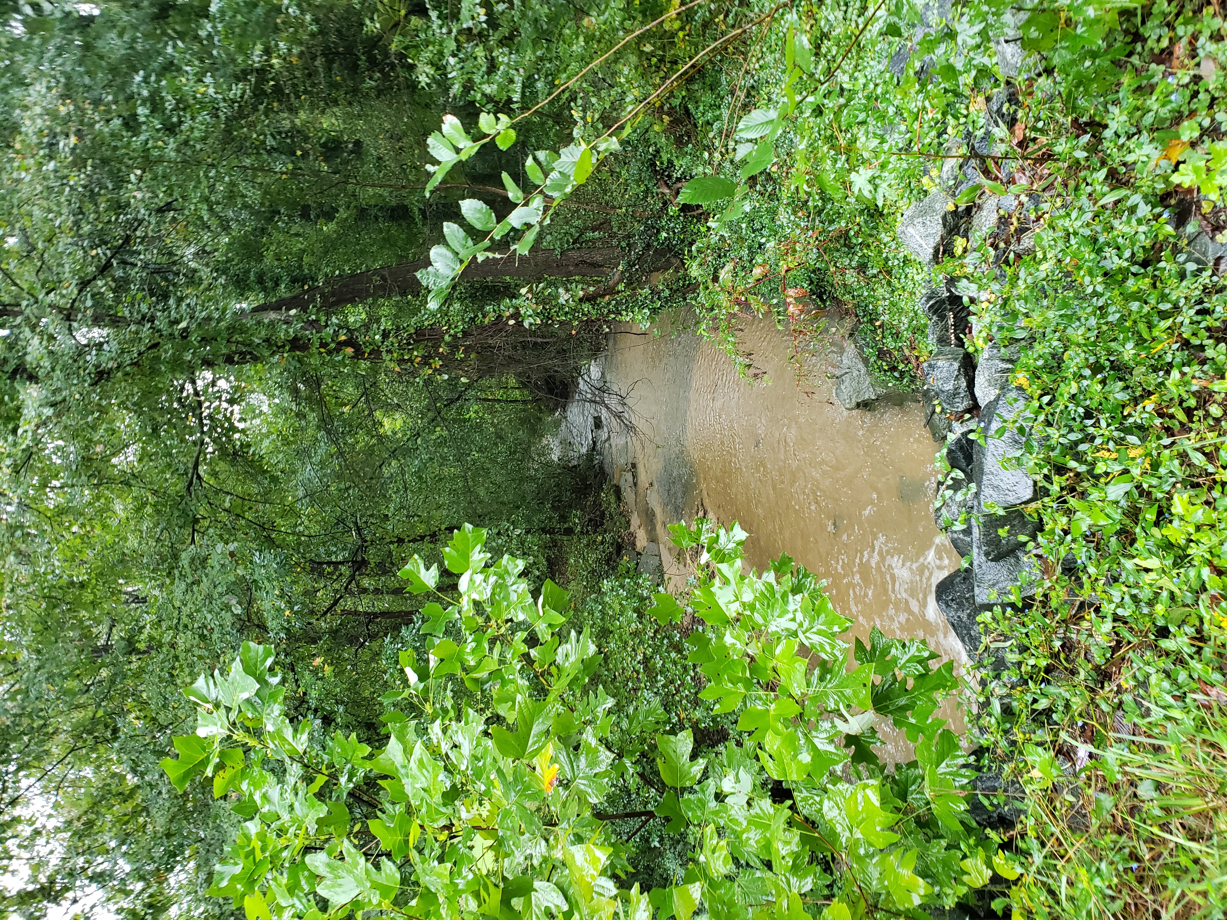 Spring-fed creek on the bottom lot