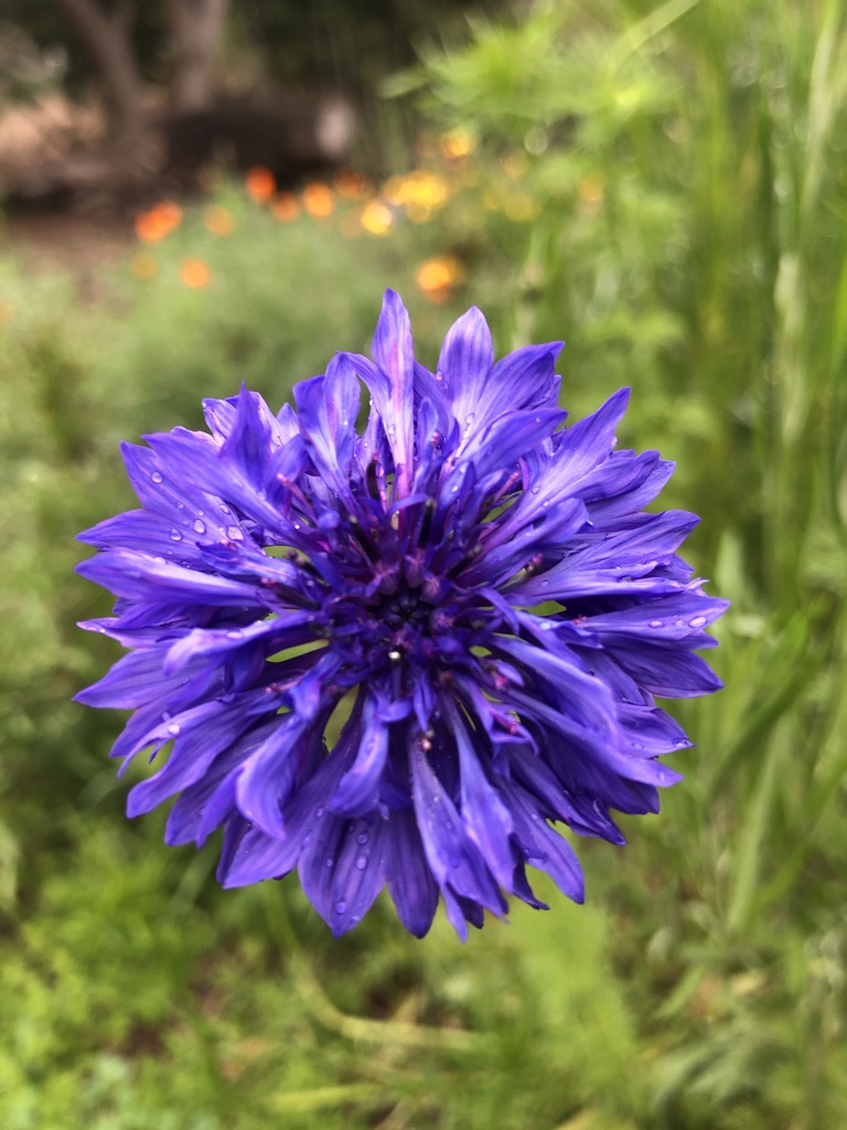 Bachelor Button (Centaurea cyanus)