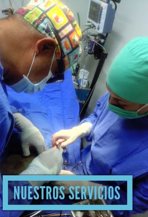 Cirujanos veterinarios realizando una operación en una clínica con equipo médico y vestimenta estéril.