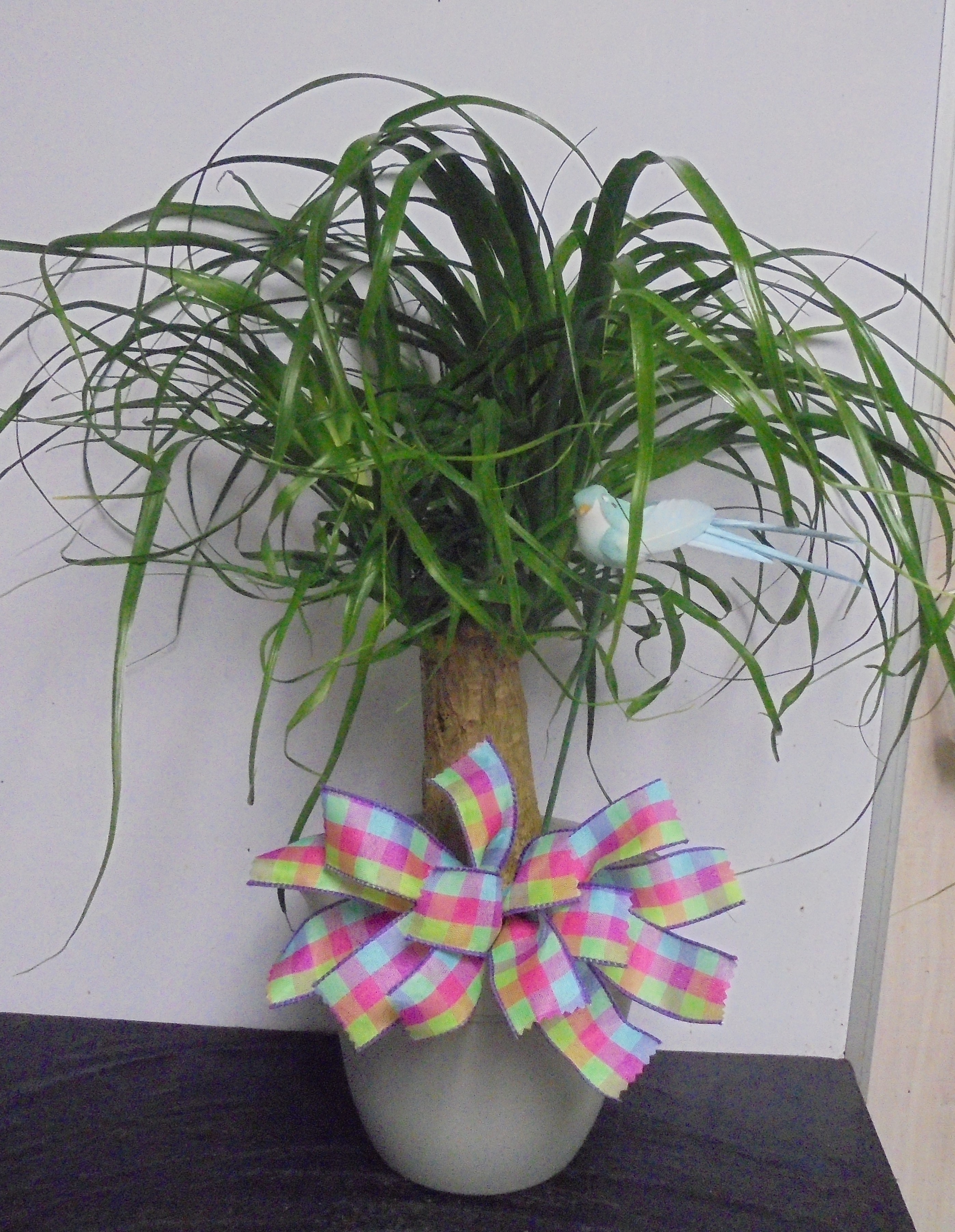 (15A) Ponytail Palm Plant
W/ Bird
$50.00
