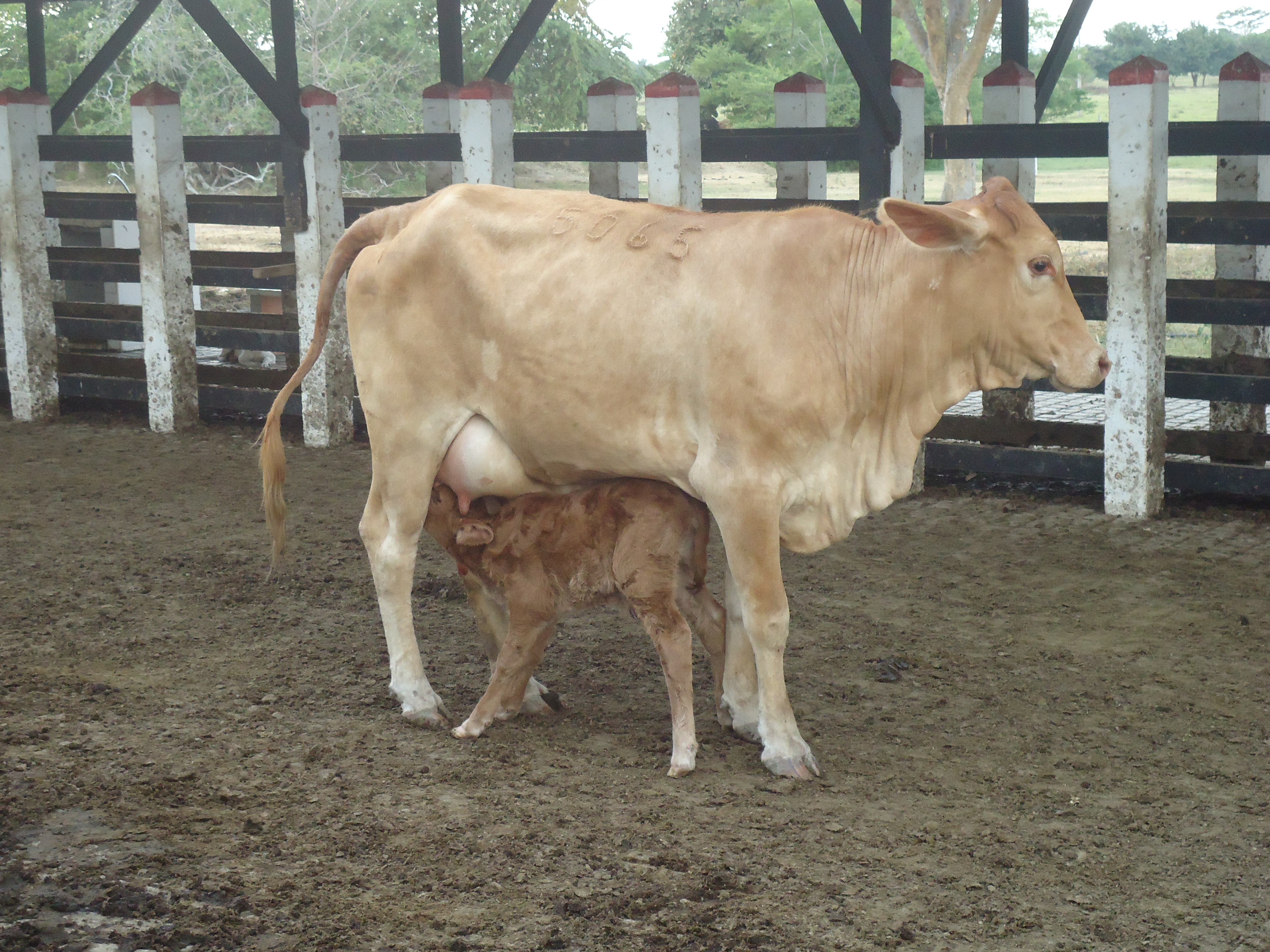 Vaca con Cría Brangus F1
