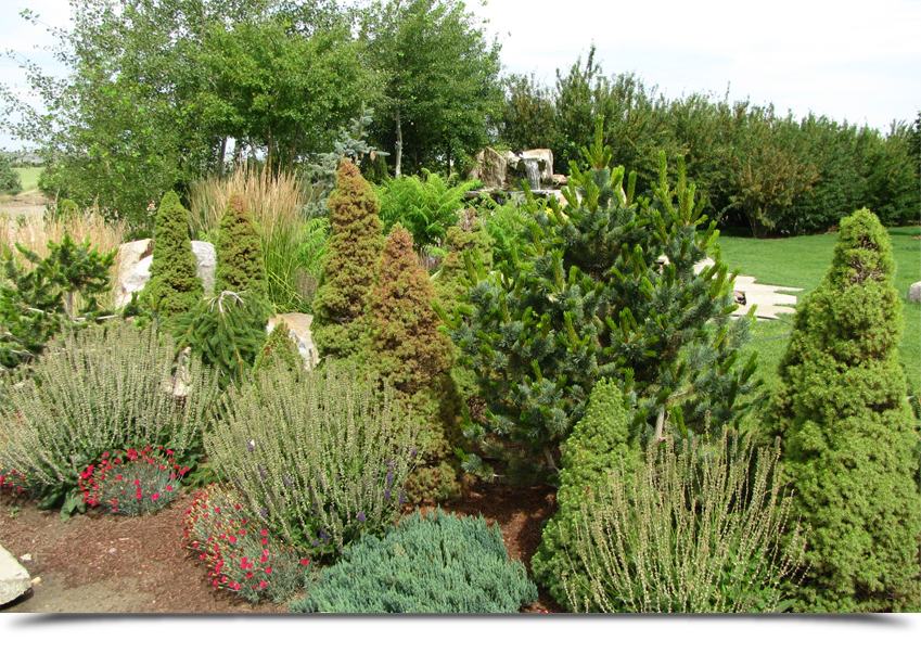 Maintained and trimmed trees||||