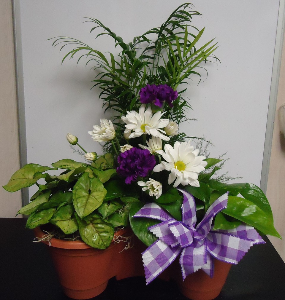 (30) "Triple Plant Combo
W/ Fresh Flowers
$65.00
(Plants & Flowers May Vary)