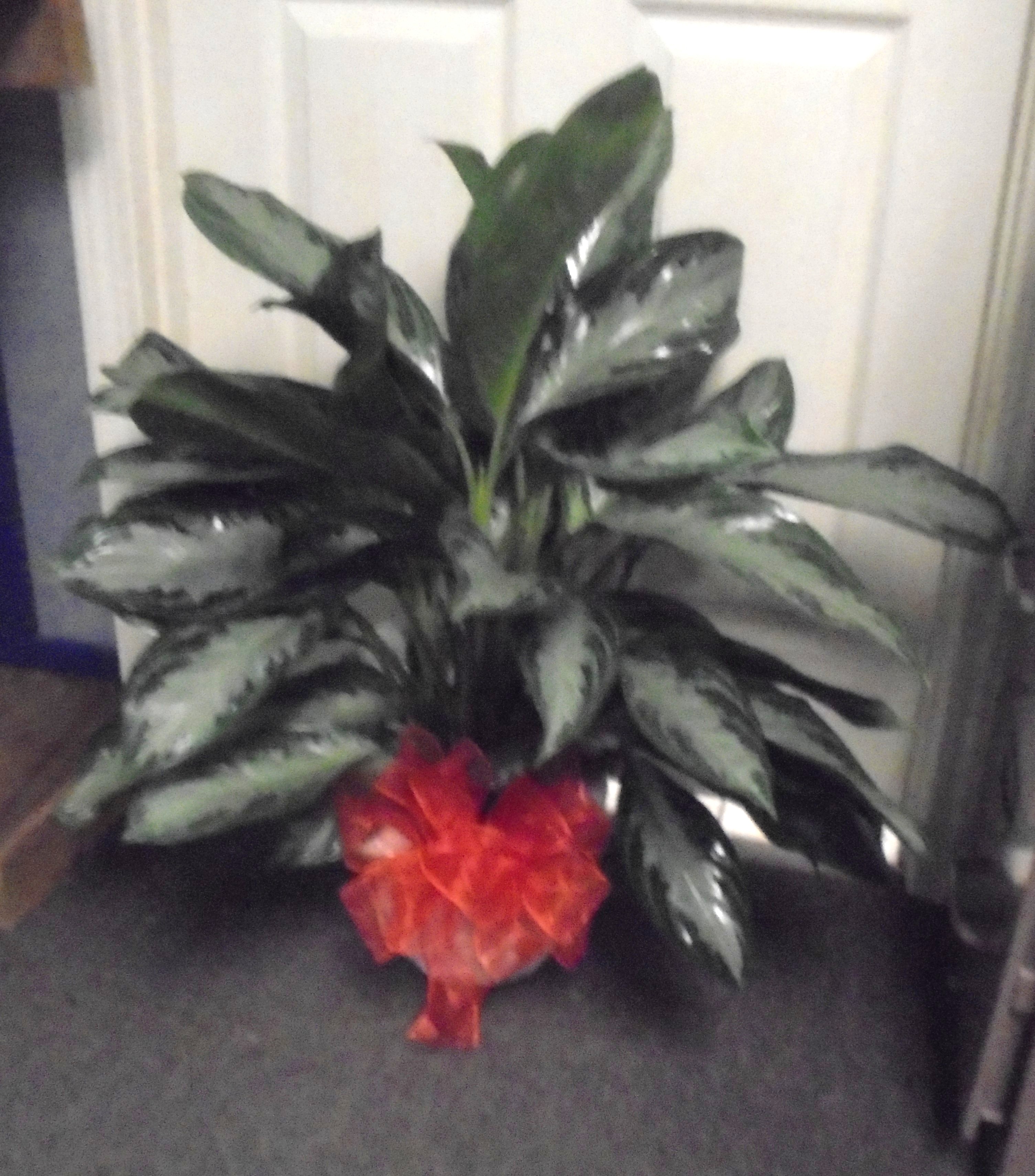 (SORRY OUT OF STOCK!!)
(22) "Chinese Evergreen" Plant
$75.00