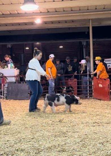 Skylar Johnson
2024 Big Orange Fall Classic
Reserve Champion 
TN Bred Spot Barrow