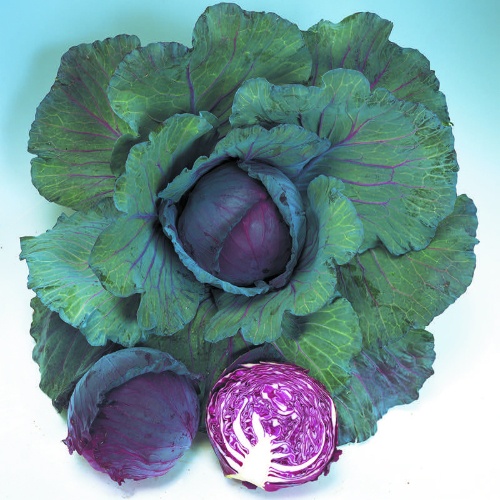 Cabbage Ruby King Cabbage Ruby King