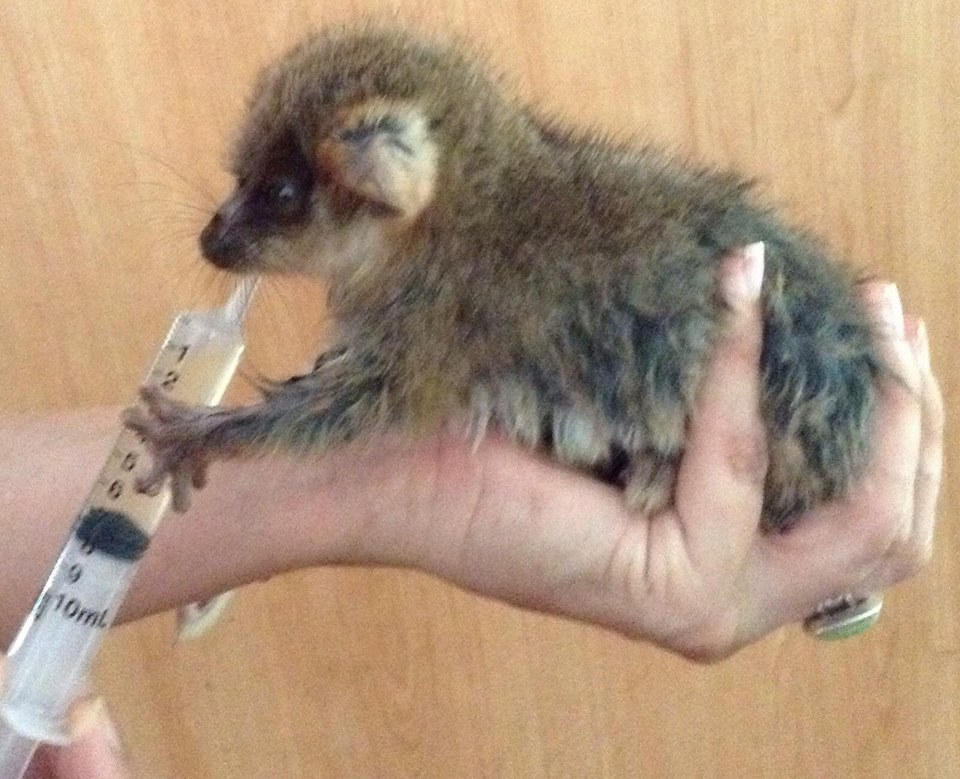 A gorgeous juvenile ringtail possum being rehydrated during a hot summer day and her being found on the ground.