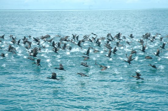 AVES MARINAS ORIGINARIAS DE CONTOY ¡¡¡