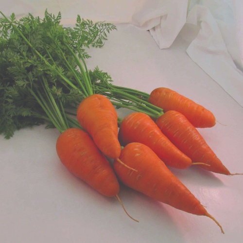 Carrot Danvers #126 Improved Carrot Danvers #126 Improved